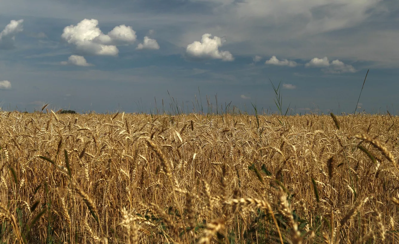 إمدادات الحب