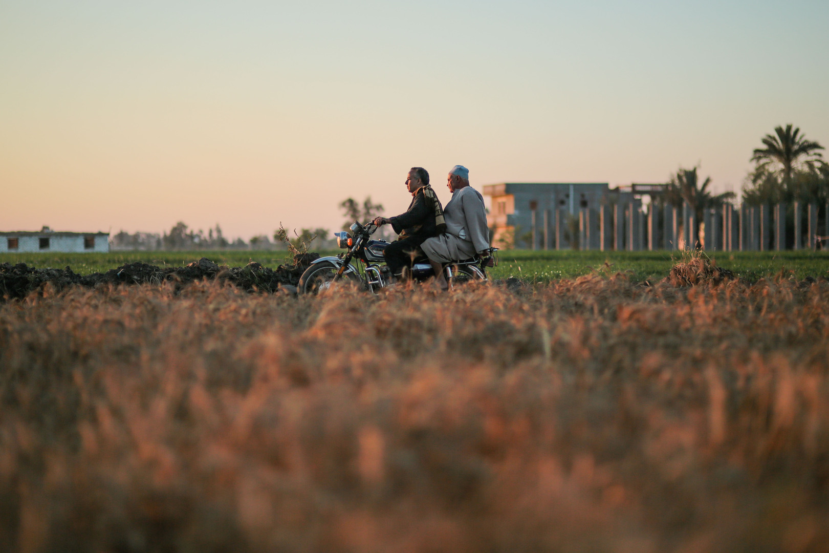 أسعار الأرز