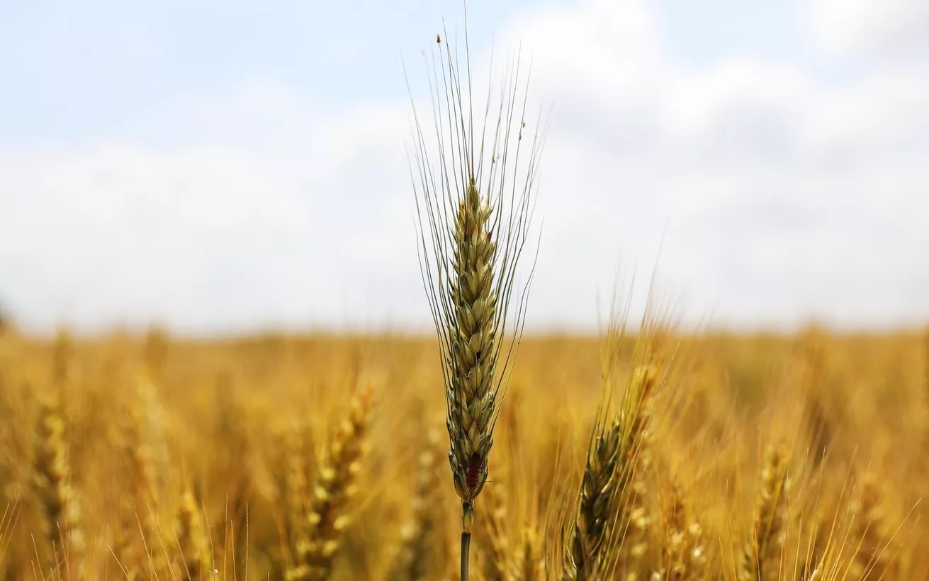 مخزون الأقماح