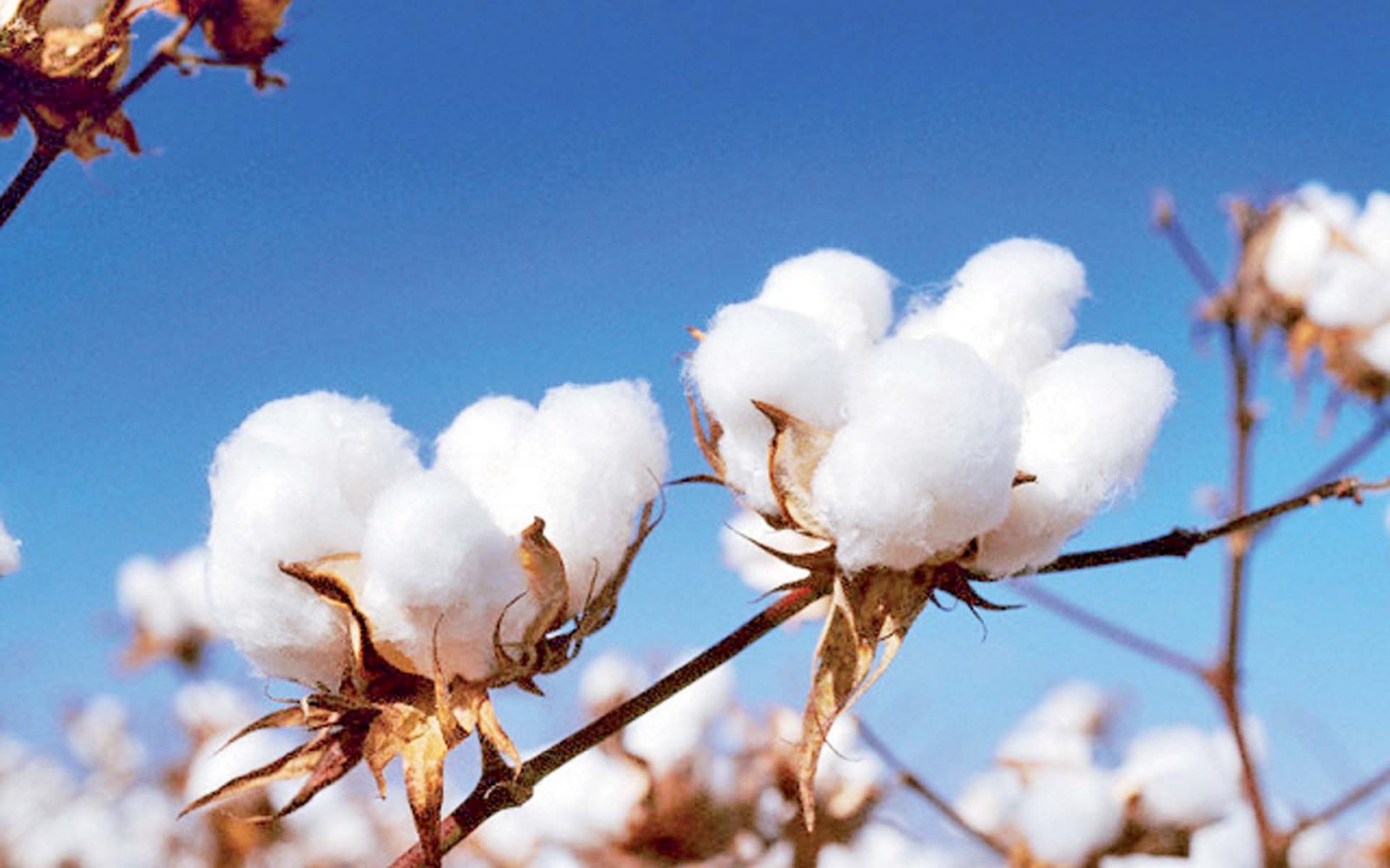 الذهب الأبيض