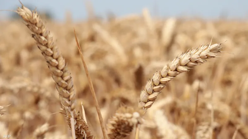 صفقة الحبوب