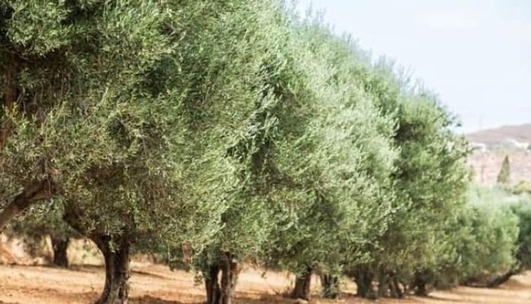 الزيتون-التونسي