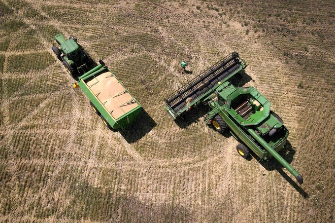 زراعة-القمح