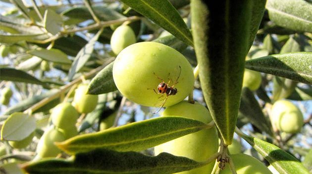 ارتفاع-الحرارة