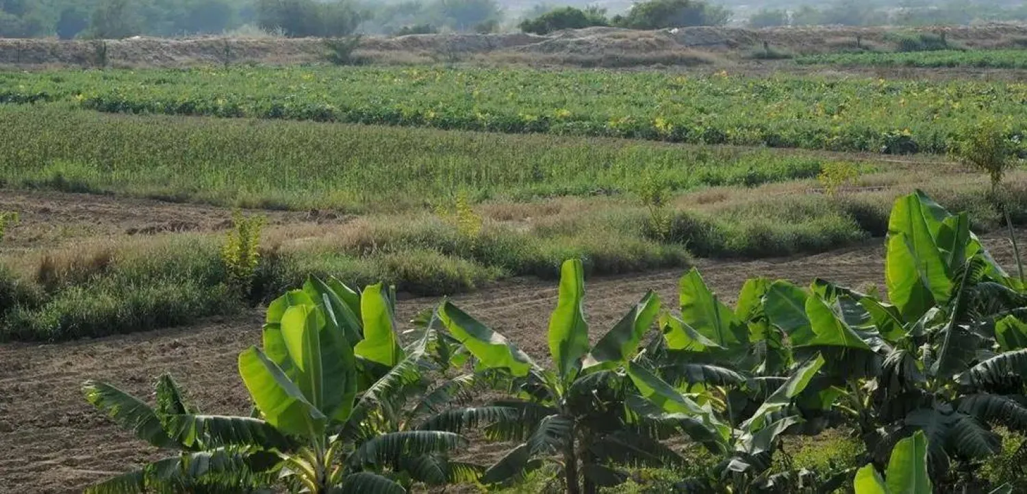 المشاريع-الزراعية