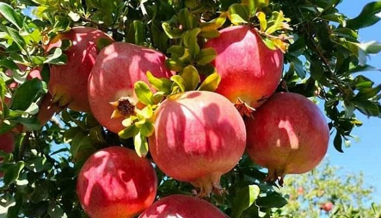 الاقتصاد-التونسي